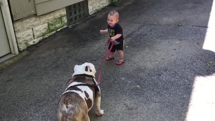 Бебе се опитва да разходи огромното си куче