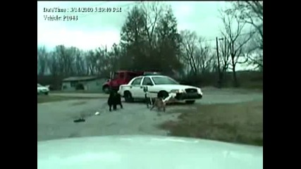 Кучета разкъсват полицейска кола 