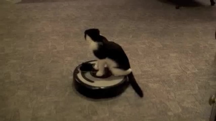 Funny cat ! 