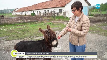 Магарешки късмет: Ферма край Русе спасява изчезващия вид животни