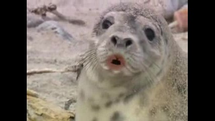 Animal Christmas Song