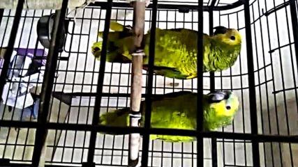 Видео Амазони 1
