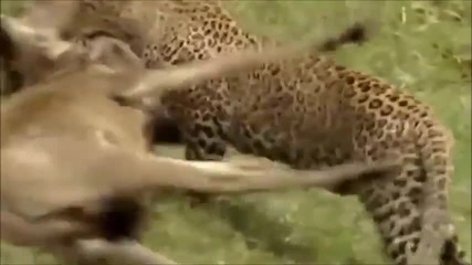 Леопард убива две Антилопи едновременно