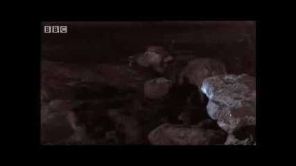 Bbc Nocturnal Highway - Elephant Cave 