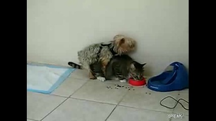 Куче лупка котка докато яде 