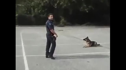 Умно Полицейско куче