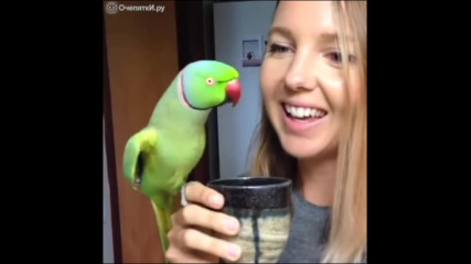 Как папагал пие сутрешното си кафе заедно със стопанката ???