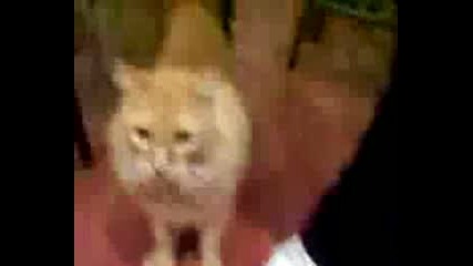 Сладко Странно Котенце