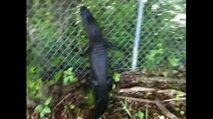 Алигатор се катери по мрежа