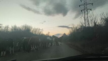 Пълен Абсурд