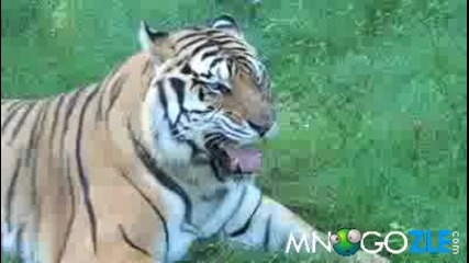 Тигър яде трева 