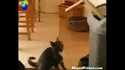 Тренировката  На Котката Боксьор