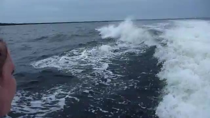 Два Делфина Се Сблъскват Във Въздуха 