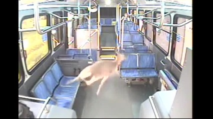 Автобусен шофьор реагира адекватно при този неизбежен сблъсък!