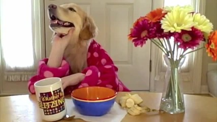 Закуска С Кучето С Човешки Ръце - Смях... 