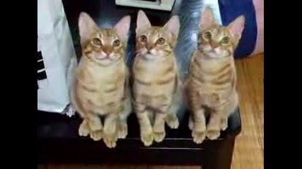 Три Котки Близнаци 