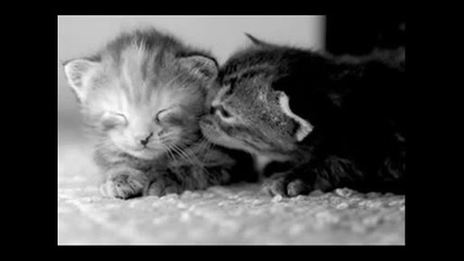 The Afters - Beautiful Love