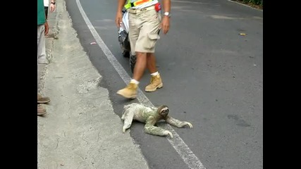 Ленивец пресича улицата