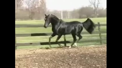 Коне / Horses 