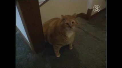 Най - тежката котка в света влязла в Рекордите на гинес 