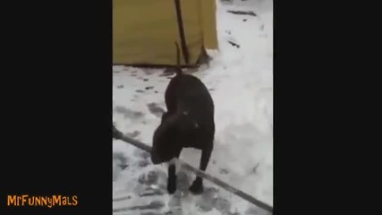 Добри кучета помагат на своите стопани да чистят снега