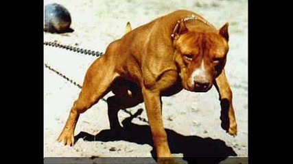 Real American Bullies & Pitbulls