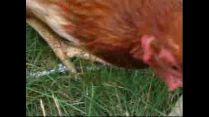 More Chickens