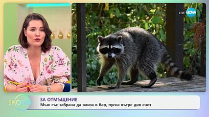 Мъж със забрана да влиза в бар, пусна вътре див енот - „На кафе“ (16.06.2025)