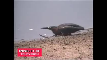 Птица лови риба като човек 