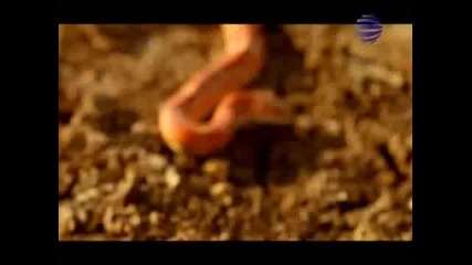 Емилия - По твойте следи