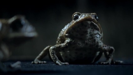 Ford Falcon Funny Banned Commercial Frogs Toads Australia 20