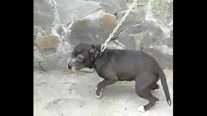 pitbull