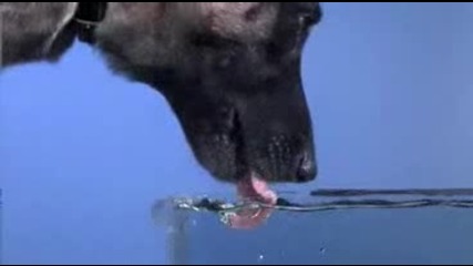 Kуче пие вода - Бавен каданс