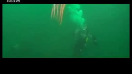 Wow! Giant octopus - extreme animals - Bbc wildlife