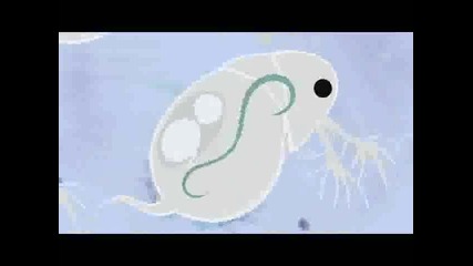 [ Eng ] Full metal Alchemist Brotherhood - 11