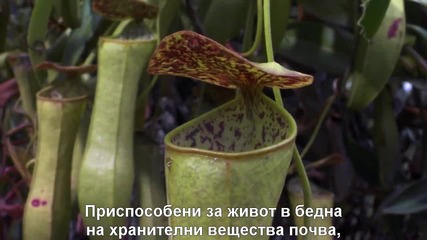 Планетата Земя Част 8 - Джунглите Planet Earth Jungles-бг.субтитри