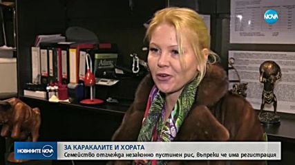 Административен абсурд: Каракалът, заснет да се разхожда из Пловдив, е отглеждан законно