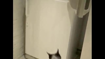 Коте, краде храна от фризера