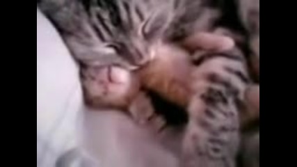 Cat mom hugs baby cat - Майка котка прегръща малко коте