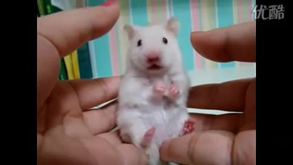 Много сладка бяла мишка