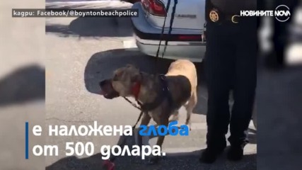 Полицай разби кола, за да спаси затворено в жегата куче