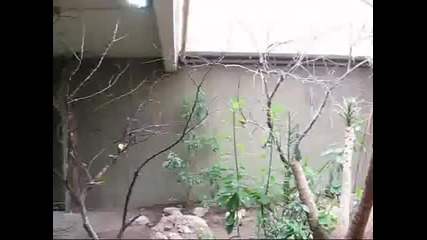 канари