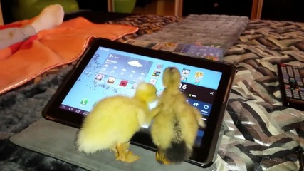 Две малки патета играят на Ipad!