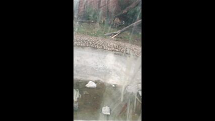 Vid_20250202_152451.mp4
