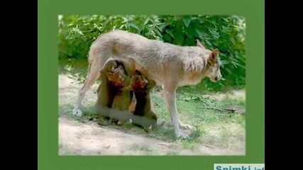 The Best Wolves