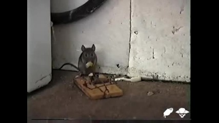 Капан за мишки