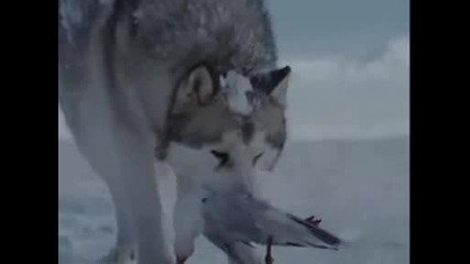 Eight Below Clips - You Are Not Alone