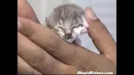 Двуглаво Котенце ! (високо качество)