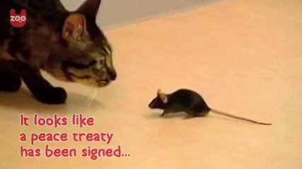 Котка и мишка са най-добри приятели!