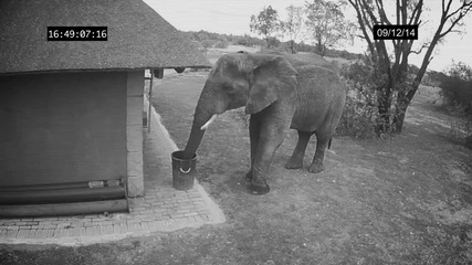 Слон , който се е заел с почистването на района.